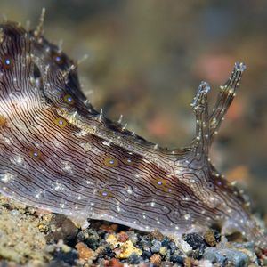 Stylocheilus striatus Stylocheilus striatus 条纹柱唇海兔 Indonesia 印度尼西亚 Bali 巴厘岛 Amed Bay 巴厘岛艾湄湾 @LazyDiving.com 潜水时光