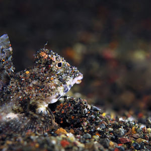 Callionymus superbus 印度尼西亚 Indonesia , 巴厘岛 Bali , 艾湄湾 Amed Bay @LazyDiving.com 潜水时光