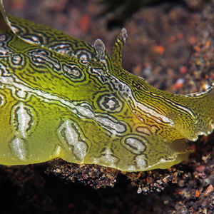 Syphonota geographica 印度尼西亚 Indonesia , 巴厘岛 Bali , 艾湄湾 Amed Bay @LazyDiving.com 潜水时光