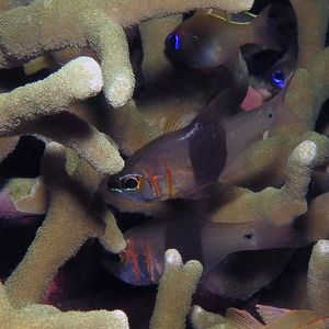 Taeniamia zosterophora 菲律宾 Philippines , 朗布隆 Romblon @LazyDiving.com ��潜水时光