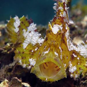 Taenianotus triacanthus 印度尼西亚 Indonesia , 安汶 Ambon @LazyDiving.com 潜水时光