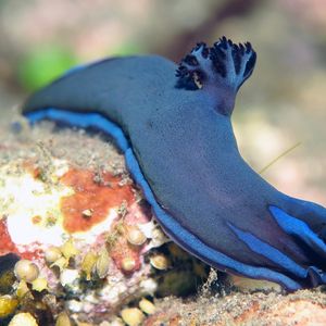 Tambja morosa Tambja morosa 蓝纹多角海蛞蝓 Indonesia 印度尼西亚 Bali 巴厘岛 Tulamben 图蓝本 @LazyDiving.com 潜水时光