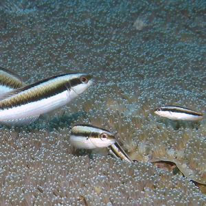 Thalassoma amblycephalum Thalassoma amblycephalum 钝头叶鲷 Timor-Leste 东帝汶 @LazyDiving.com 潜水时光