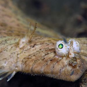 Soleichthys heterorhinos 印度尼西亚 Indonesia , 安汶 Ambon @LazyDiving.com 潜水时光