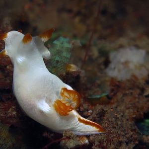 Trapania aurata 印度尼西亚 Indonesia , 巴厘岛 Bali , 图蓝本 Tulamben @LazyDiving.com 潜水时光