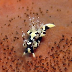 Trapania tamaraw Trapania tamaraw 印度尼西亚 Indonesia , 巴厘岛 Bali , 图蓝本 Tulamben @LazyDiving.com 潜水时光