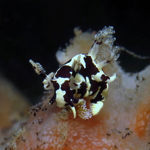 Trapania euryeia Trapania euryeia 奶牛海蛞蝓 Indonesia 印度尼西亚 Bali 巴厘岛 Tulamben 图蓝本 @LazyDiving.com 潜水时光