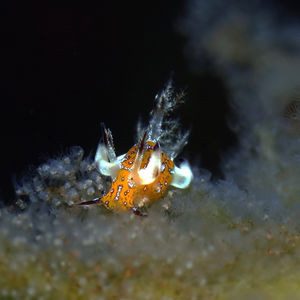 Trapania miltabrancha Trapania miltabrancha 镶嵌画隅海蛞蝓 Indonesia 印度尼西亚 Bali 巴厘岛 Tulamben 图蓝本 @LazyDiving.com 潜水时光