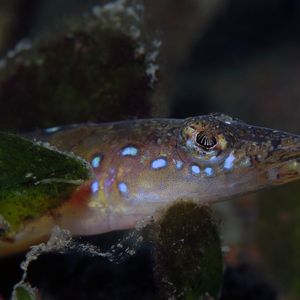 Trichonotus elegans 印度尼西亚 Indonesia , 巴厘岛 Bali , 艾湄湾 Amed Bay @LazyDiving.com 潜水时光