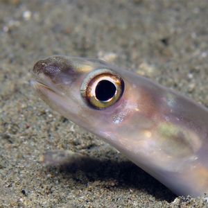 Ariosoma scheelei 印度尼西亚 Indonesia , 安汶 Ambon @LazyDiving.com 潜水时光