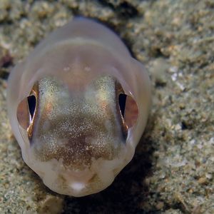 Ariosoma scheelei 印度尼西亚 Indonesia , 安汶 Ambon @LazyDiving.com 潜水时光