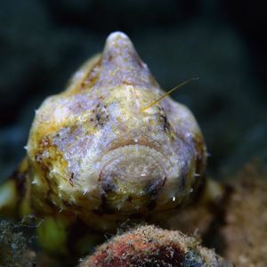 Antennatus tuberosus Antennatus tuberosus 网纹手躄鱼 Indonesia 印度尼西亚 Ambon 安汶 @LazyDiving.com 潜水时光