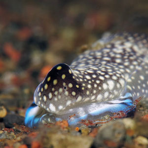 Tubulophilinopsis reticulata Tubulophilinopsis reticulata 网点美丽海蛞蝓 Indonesia 印度尼西亚 Bali 巴厘岛 Amed Bay 巴厘岛艾湄湾 @LazyDiving.com 潜水时光