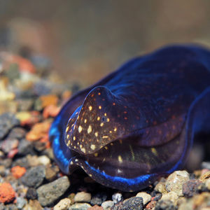 Tubulophilinopsis reticulata Tubulophilinopsis reticulata 网点美丽海蛞蝓 Indonesia 印度尼西亚 Bali 巴厘岛 Amed Bay 巴厘岛艾湄湾 @LazyDiving.com 潜水时光