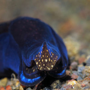 Tubulophilinopsis reticulata 印度尼西亚 Indonesia , 巴厘岛 Bali , 艾湄湾 Amed Bay @LazyDiving.com 潜��水时光