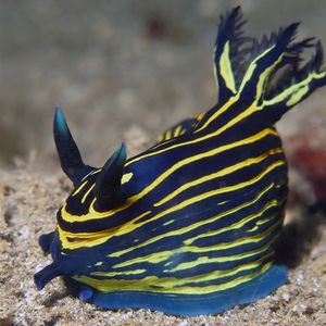 Tyrannodoris luteolineata 东帝汶 Timor-Leste @LazyDiving.com 潜水时光