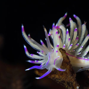 Unidentia sandramillenae 印度尼西亚 Indonesia , 巴厘岛 Bali , 图蓝本 Tulamben @LazyDiving.com 潜水时光