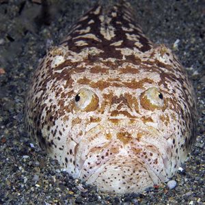 Uranoscopus bicinctus 印度尼西亚 Indonesia , 安汶 Ambon @LazyDiving.com 潜水时光