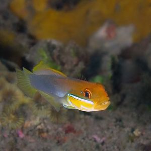 Valenciennea strigata 印度尼西亚 Indonesia , 巴�厘岛 Bali , 图蓝本 Tulamben @LazyDiving.com 潜水时光