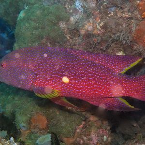 Variola louti Variola louti 月尾鲈 Timor-Leste 东帝汶 @LazyDiving.com 潜水时光