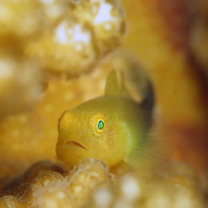 Paragobiodon modestus 印度尼西亚 Indonesia , 巴厘岛 Bali , 图蓝本 Tulamben @LazyDiving.com 潜水时光