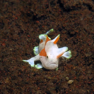 Antennarius maculatus 印度尼西亚 Indonesia , 巴厘岛 Bali , 图蓝