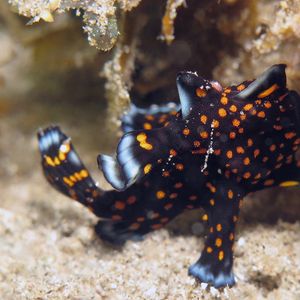 Antennarius maculatus 菲律宾 Philippines , 杜马盖地 Dumaguete @LazyDiving.com 潜水时光