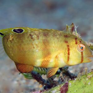 Iniistius aneitensis Iniistius aneitensis 安纳地颈鳍鱼 Philippines 菲律宾 Dumaguete 杜马盖地 @LazyDiving.com 潜水时光