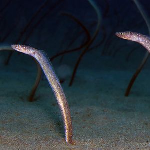 Gorgasia maculata Gorgasia maculata 印度面条鳗鱼 Philippines 菲律宾 Dumaguete 杜马盖地 @LazyDiving.com 潜水时光