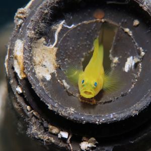 Lubricogobius exiguus 菲律宾 Philippines , 阿尼洛 Anilao @LazyDiving.com 潜水�时光