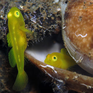 Lubricogobius exiguus 印度尼西亚 Indonesia , 巴厘岛 Bali , 艾湄湾 Amed Bay @LazyDiving.com 潜水时光