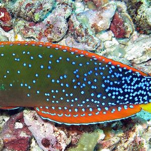 Coris gaimard Coris gaimard 菲律宾 Philippines , 杜马盖地 Dumaguete @LazyDiving.com 潜水时光