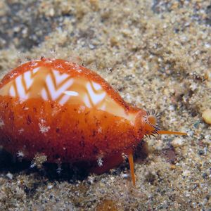 Palmadusta ziczac Palmadusta ziczac 波纹焦掌贝 Philippines 菲律宾 Anilao 阿尼洛 @LazyDiving.com 潜水时光