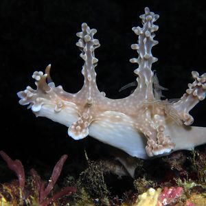 Miamira alleni Miamira alleni 艾伦多彩海蛞蝓 Philippines 菲律宾 Anilao 阿尼洛 @LazyDiving.com 潜水时光