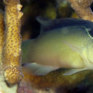 Pseudochromis perspicillatus Pseudochromis perspicillatus 壮拟雀鲷 Philippines 菲律宾 Anilao 阿尼洛 @LazyDiving.com 潜水时光