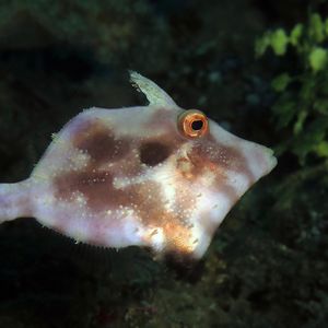 Acreichthys tomentosus Acreichthys tomentosus 茸鳞单棘鲀 Indonesia 印度尼西亚 Ambon 安汶 @LazyDiving.com 潜水时光