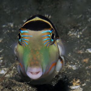 Canthigaster axiologus Canthigaster axiologus 三带尖鼻鲀 Indonesia 印度尼西亚 Ambon 安汶 @LazyDiving.com 潜水时光