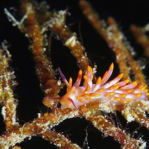 Trinchesia sibogae Trinchesia sibogae 西宝背鰓海蛞蝓 Philippines 菲律宾 Romblon 朗布隆 @LazyDiving.com 潜水时光