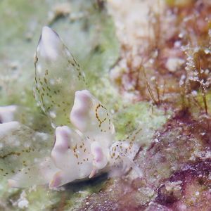 Cyerce bourbonica 菲律宾 Philippines , 朗布隆 Romblon @LazyDiving.com 潜水时光