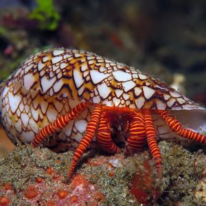 Ciliopagurus strigatus 印度尼西亚 Indonesia , 安汶 Ambon @LazyDiving.com 潜水时光