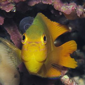 Pomacentrus moluccensis 东帝汶 Timor-Leste @LazyDiving.com 潜水时��光