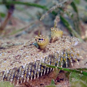 Bothus pantherinus Bothus pantherinus 豹纹比目鱼 Philippines 菲律宾 Dumaguete 杜马盖地 @LazyDiving.com 潜水时光