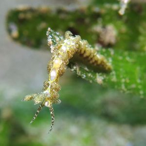 Limenandra rosanae 菲律宾 Philippines , 杜马盖地 Dumaguete @LazyDiving.com 潜��水时光