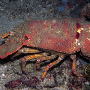 Scyllarides squammosus 东帝汶 Timor-Leste @LazyDiving.com 潜水时光