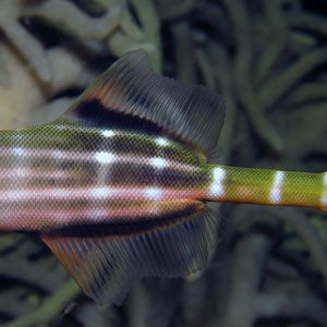 Aulostomus chinensis 印度尼西亚 Indonesia , 安汶 Ambon @LazyDiving.com 潜水时光