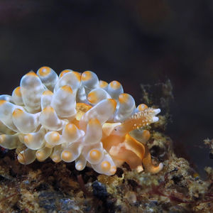 Baeolidia salaamica 印度尼��西亚 Indonesia , 巴厘岛 Bali , 艾湄湾 Amed Bay @LazyDiving.com 潜水时光