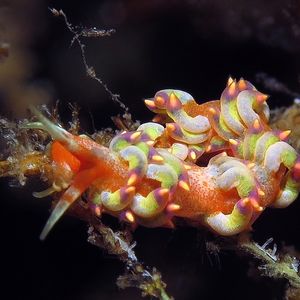 Trinchesia 印度尼西亚 Indonesia , 巴厘岛 Bali , 艾湄湾 Amed Bay @LazyDiving.com 潜水时光