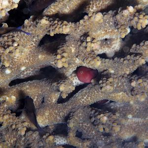 Acropora samoensis 印度尼西亚 Indonesia , 安汶 Ambon @LazyDiving.com 潜水时光