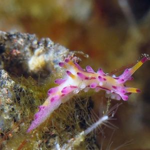 Aegires villosus 印度尼西亚 Indonesia , 巴厘岛 Bali , 图蓝