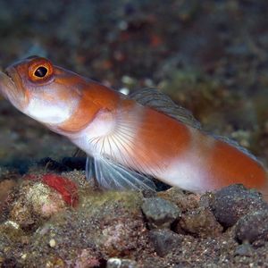 Amblyeleotris yanoi Amblyeleotris yanoi 印度尼西亚 Indonesia , 巴厘岛 Bali , 图蓝本 Tulamben @LazyDiving.com 潜水时光